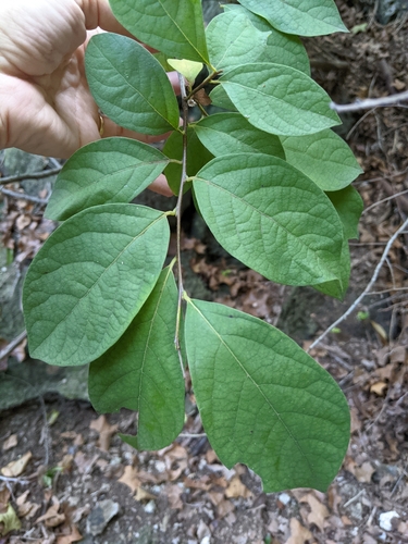 Lindera benzoin (northern spicebush)
