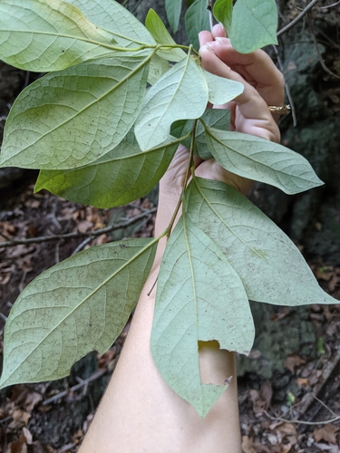 Lindera benzoin (northern spicebush)