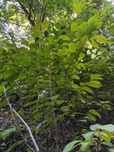 Lindera benzoin (northern spicebush)