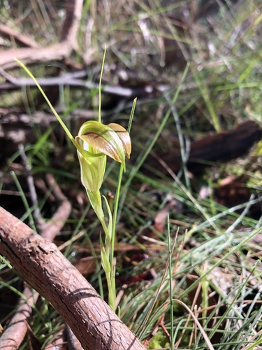 Pterostylis grandiflora (cobra greenhood) (alternate view 4)