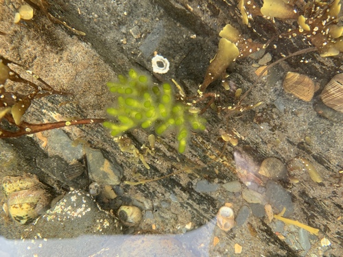 Codium fragile (Dead Man's Fingers) (alternate view 5)