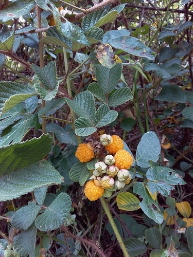Rubus ellipticus (Golden Raspberry) (alternate view 4)