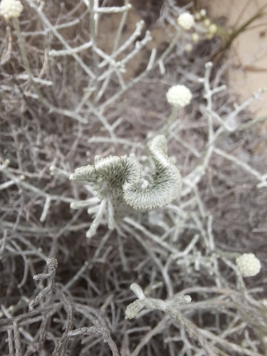 Leucophyta brownii (Cushion Bush)