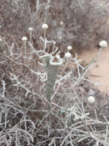 Leucophyta brownii (Cushion Bush) (alternate view 2)