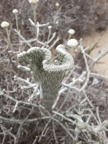Leucophyta brownii (Cushion Bush) (alternate view 3)