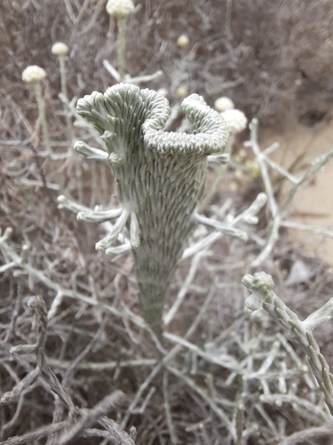 Leucophyta brownii (Cushion Bush) (alternate view 4)