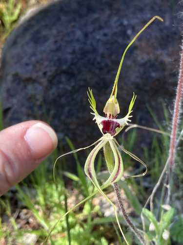 Caladenia tentaculata (eastern mantis orchid) (alternate view 6)