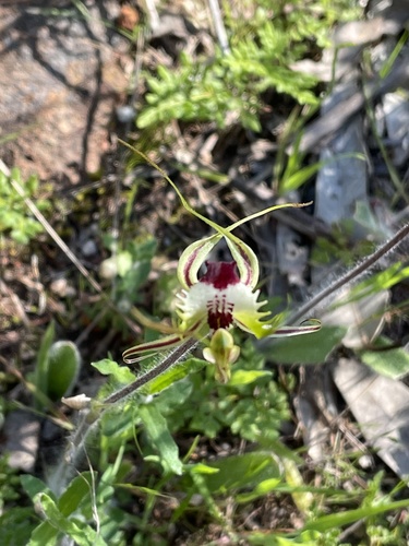 Caladenia tentaculata (eastern mantis orchid) (alternate view 7)