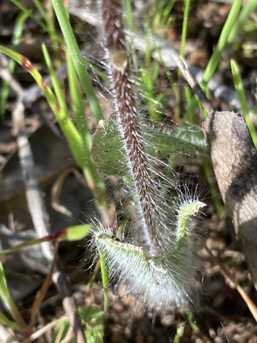Caladenia tentaculata (eastern mantis orchid) (alternate view 8)