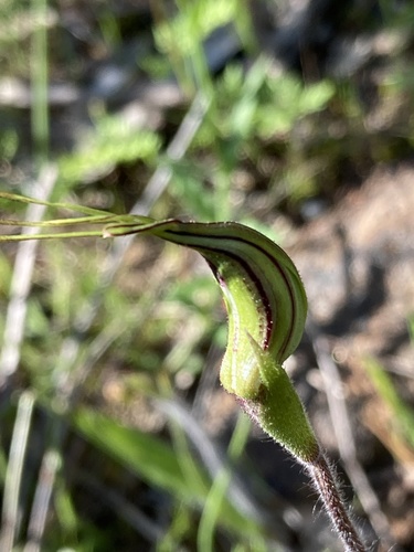 Caladenia tentaculata (eastern mantis orchid) (alternate view 9)