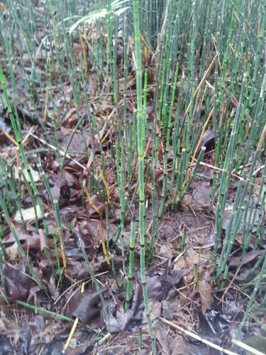 Equisetum laevigatum (smooth horsetail) (alternate view 4)