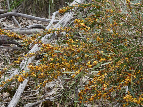 Daviesia leptophylla (narrow-leaf bitter-pea) (alternate view 6)