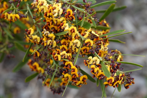 Daviesia leptophylla (narrow-leaf bitter-pea) (alternate view 7)