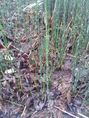 Equisetum laevigatum (smooth horsetail) (alternate view 5)