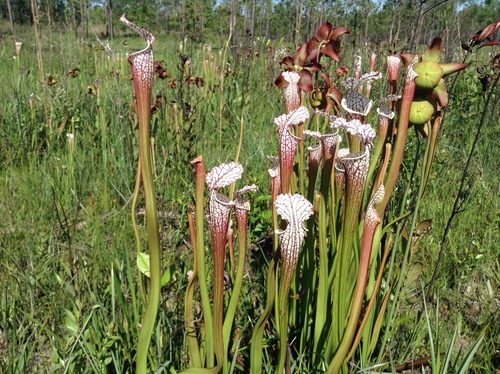 Sarracenia leucophylla (white pitcher plant)