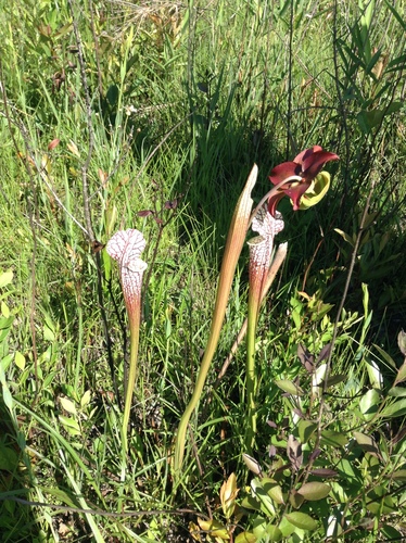 Sarracenia leucophylla (white pitcher plant) (alternate view 2)