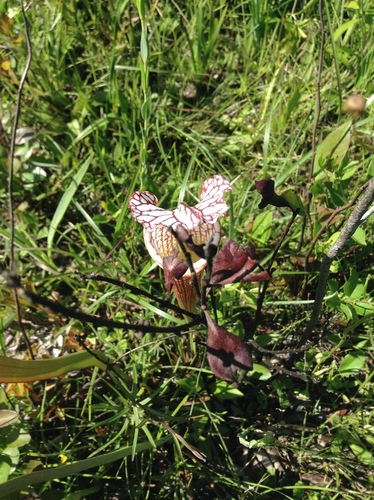 Sarracenia leucophylla (white pitcher plant) (alternate view 3)