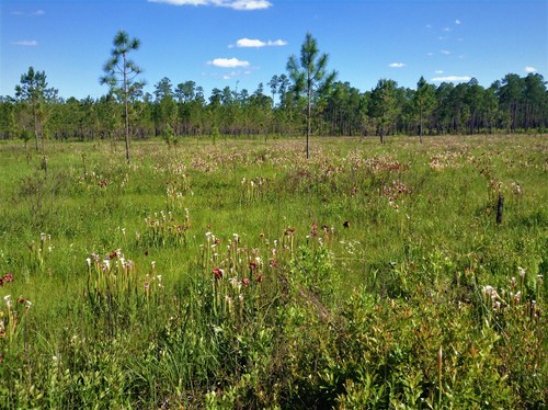 Sarracenia leucophylla (white pitcher plant) (alternate view 4)