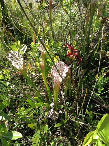 Sarracenia leucophylla (white pitcher plant) (alternate view 5)