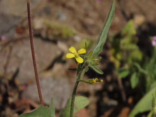 Sisymbrium officinale (Hedge mustard)