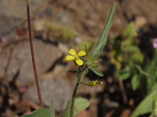 Sisymbrium officinale (Hedge mustard)