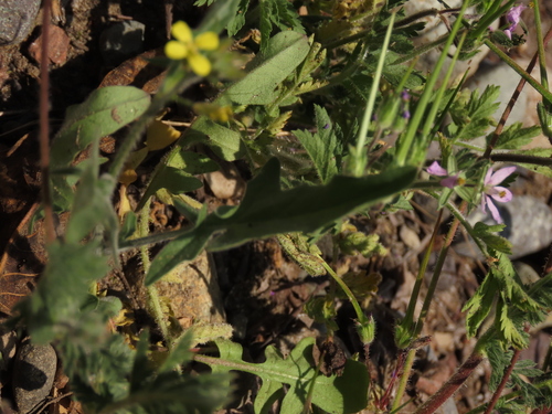 Sisymbrium officinale (Hedge mustard)