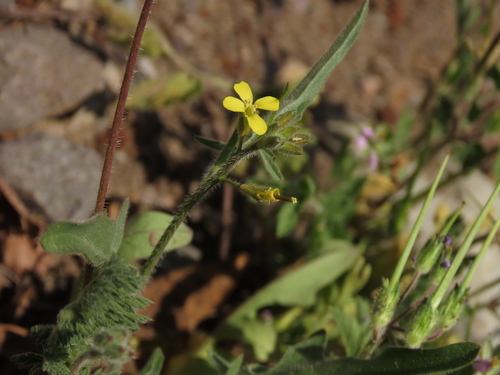 Sisymbrium officinale (Hedge mustard)
