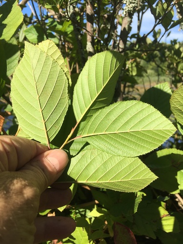 Alnus serrulata (smooth alder) (alternate view 3)