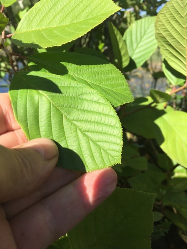 Alnus serrulata (smooth alder) (alternate view 4)