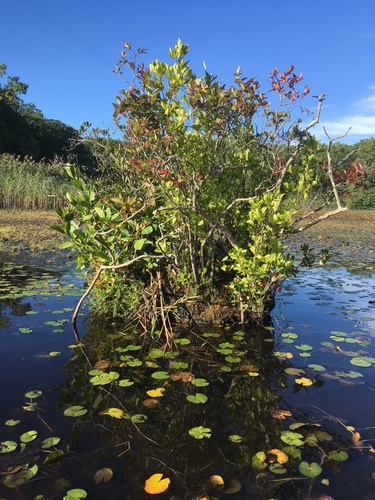 Alnus serrulata (smooth alder) (alternate view 5)