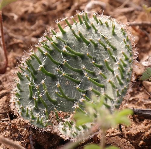Eriospermum (Woolseeds) (alternate view 3)