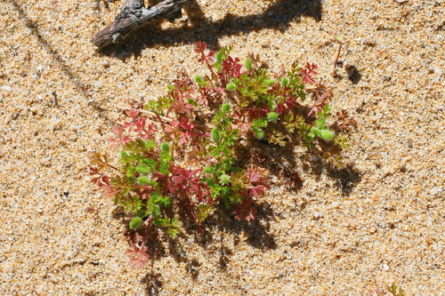 Daucus glochidiatus (Australian Carrot) (alternate view 2)