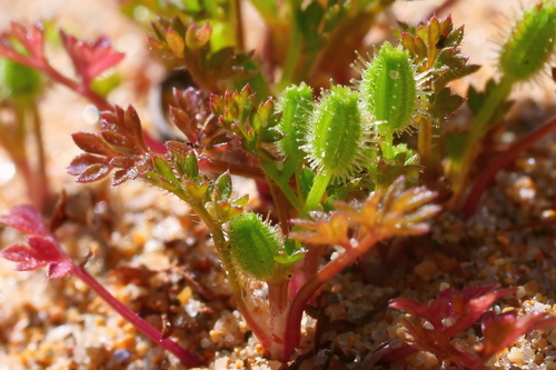 Daucus glochidiatus (Australian Carrot) (alternate view 3)