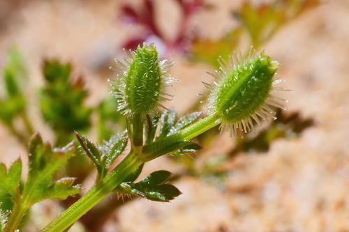 Daucus glochidiatus (Australian Carrot) (alternate view 4)