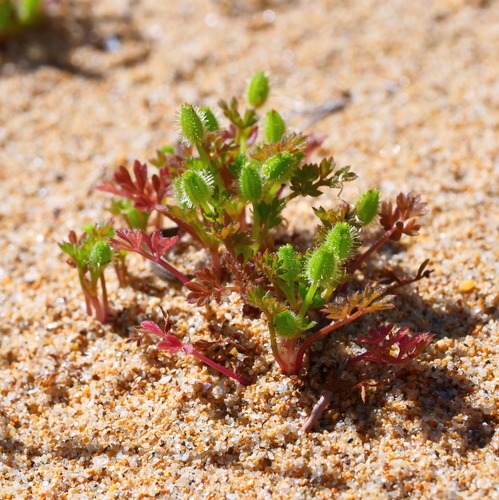 Daucus glochidiatus (Australian Carrot)