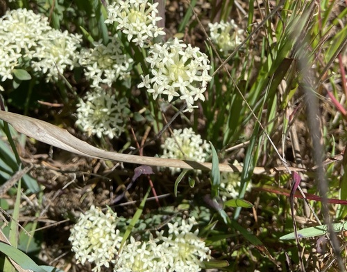 Pimelea humilis (Common Rice-flower) (alternate view 8)