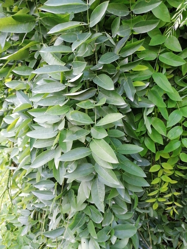 Styphnolobium japonicum (Japanese pagoda tree)