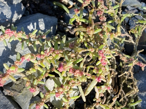 Suaeda maritima (Herbaceous Seepweed)