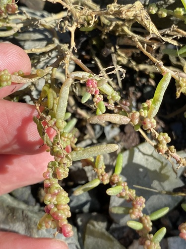 Suaeda maritima (Herbaceous Seepweed)