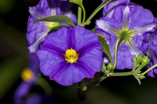 Lycianthes (alternate view 7)