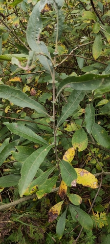 Salix cinerea (Grey Willow)