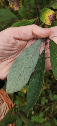 Salix cinerea (Grey Willow)