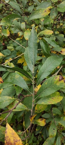 Salix cinerea (Grey Willow)
