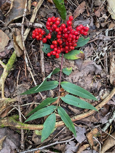 Sorbus americana (American mountain ash) (alternate view 3)