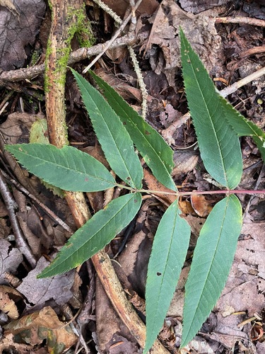 Sorbus americana (American mountain ash) (alternate view 4)