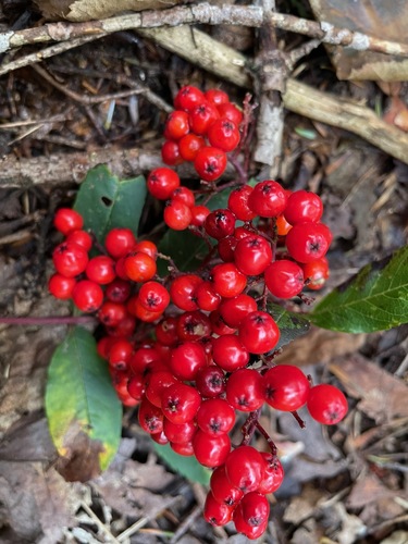 Sorbus americana (American mountain ash) (alternate view 5)
