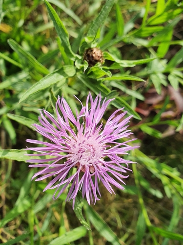 Centaurea jacea (Brown Knapweed)