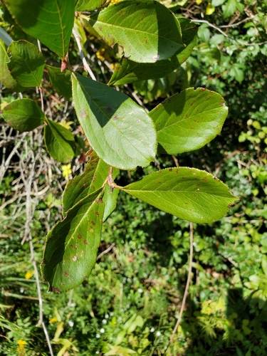 Aronia × prunifolia (purple chokeberry) (alternate view 7)