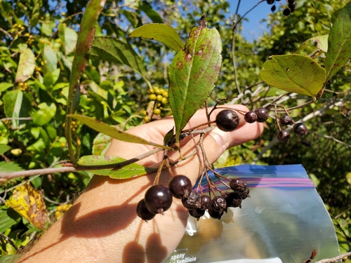 Aronia × prunifolia (purple chokeberry) (alternate view 8)