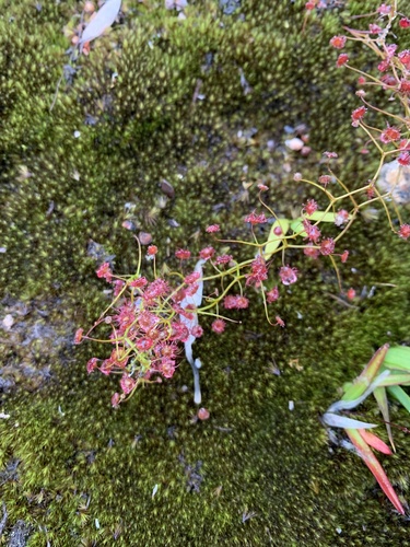 Drosera pallida (Pale Rainbow)